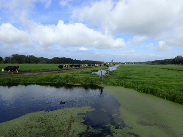 Cows in dutch landscape