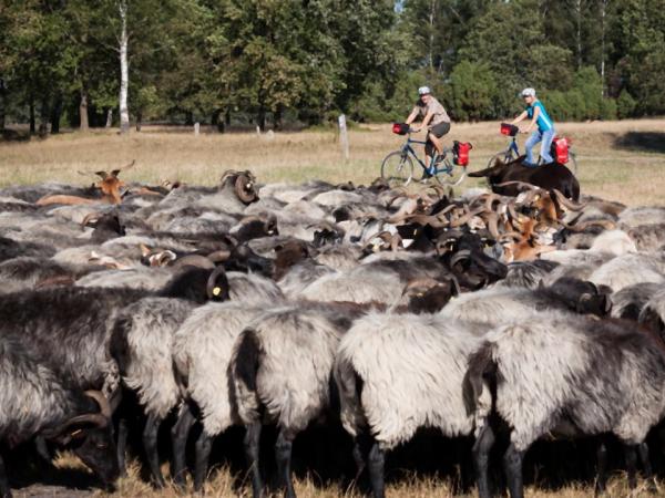 Lueneburger Heide Radler und Schafe