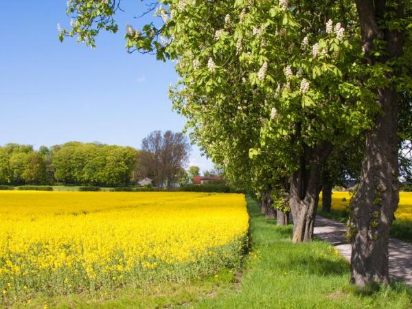 typical swedish landscape