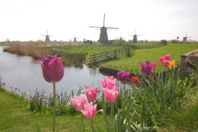 Tulpen vor Windmhlen