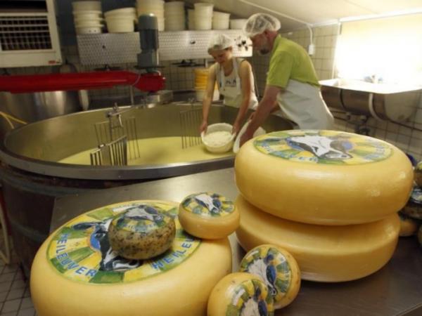 cheese production