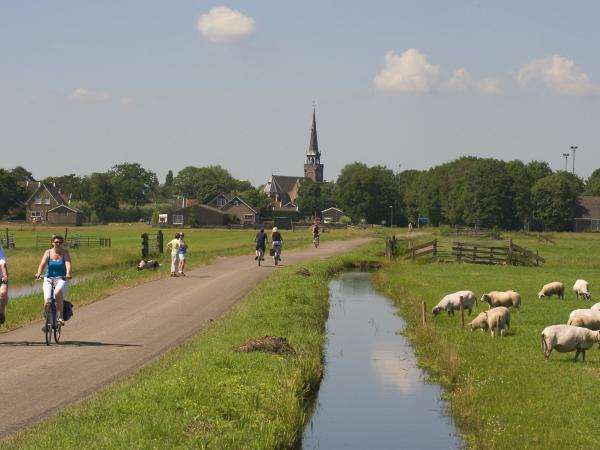Radfahrer im Waterland mit Schafen