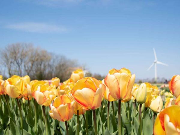 tulip field