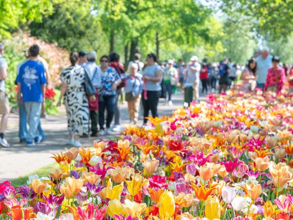 Bunte Tulpen im Keukenhof
