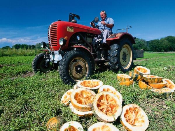 Traktor im Krbisfeld