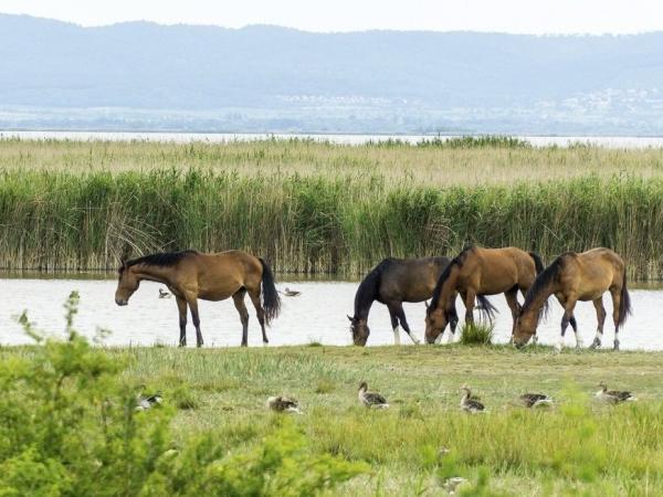 Nationalpark Neusiedlersee Seewinkel