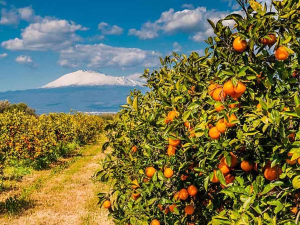 Orangenplantage am schneebedeckten tna