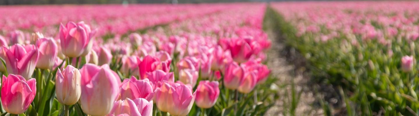 Tulpenfeld in Holland mit rosa Tulpen | © BBT