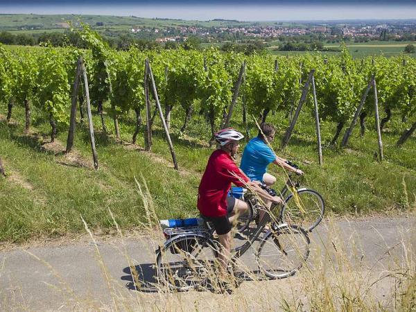 Unterwegs in den Elssser Weinbergen