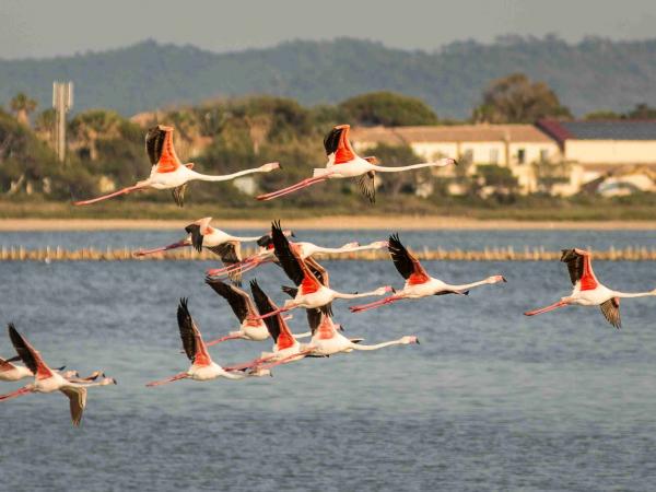 Flamingos ber den alten Salzwiesen von Hyeres