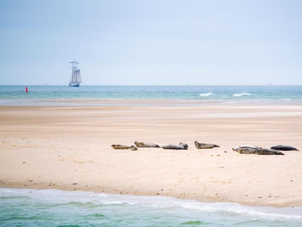 Seals by the beach