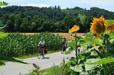 Radfahrer zwischen Sonnenblumen