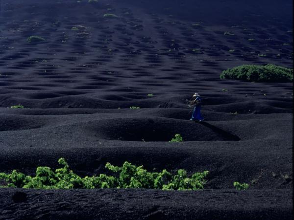 Lavafelder auf Lanzarote