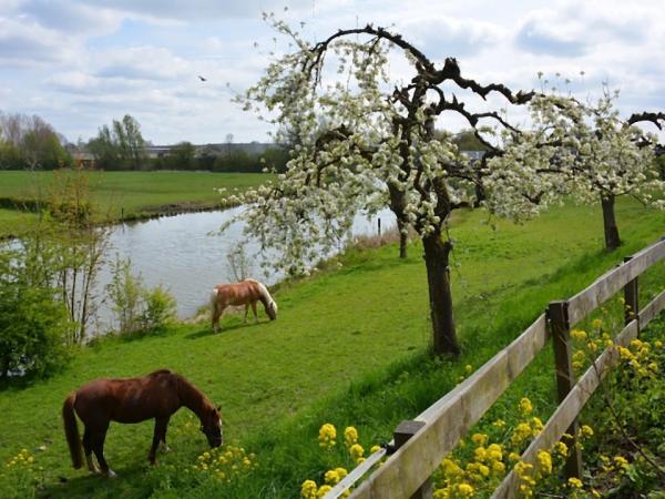 Betuwe Landschaft Pferde