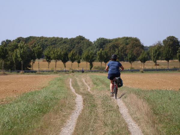 Radlerin am Feldradweg auf R�gen