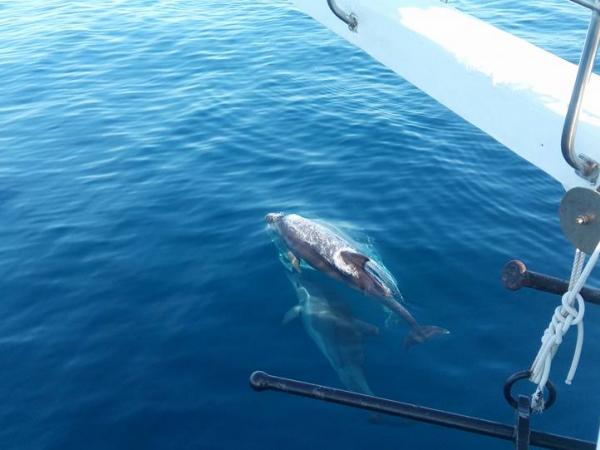 Delfine - Die Insel des Zadar Archipels mit Rad + Schiff