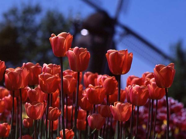 Hollndische Tulpen