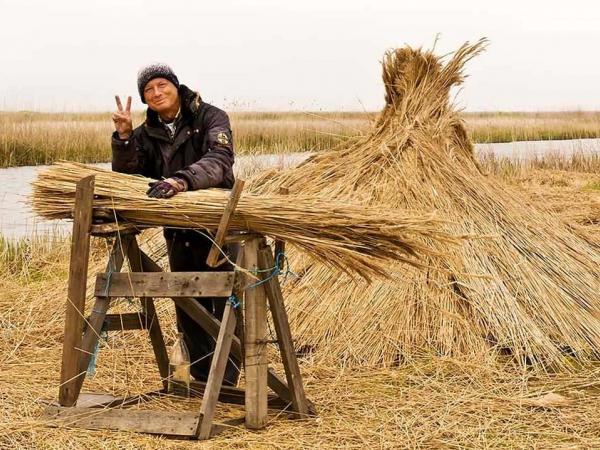 Reed harvester