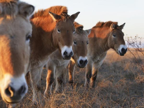 Przewalski Pferde im Nationalpark Neusiedlersee