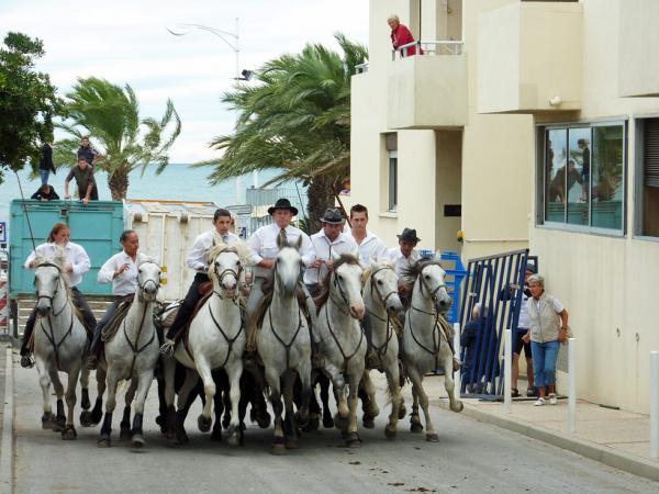 die weien Pferde der Camargue