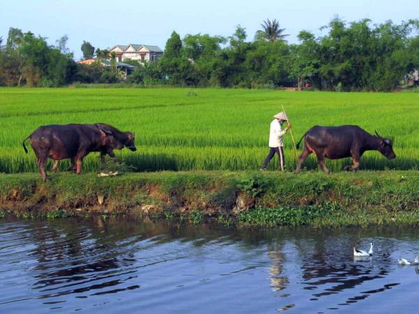 Vietnam - Radreise - Bauern mit Ochsen im Reisefeld