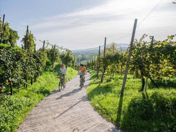 Radfahrer in den Weinbergen