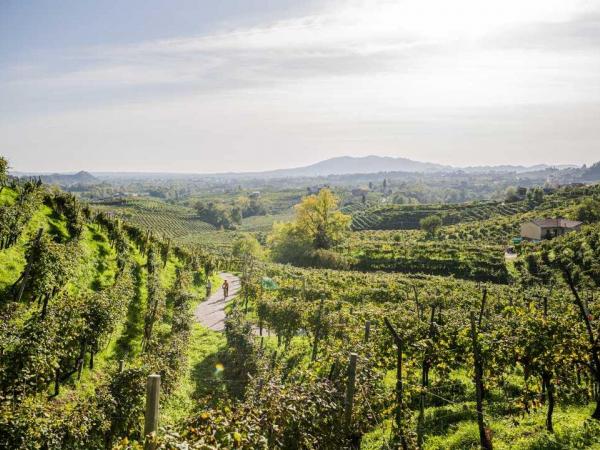 Radfahrer in den Weinbergen