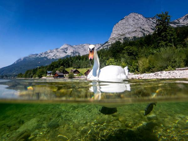 Schwan im Bergpanorama