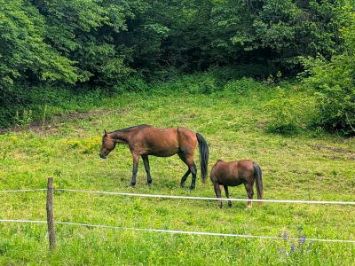 Pferde am Weg