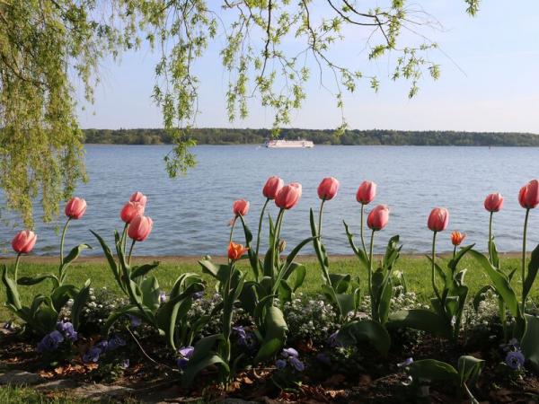 Mritz Ufer mit Tulpen