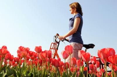 Red tulips