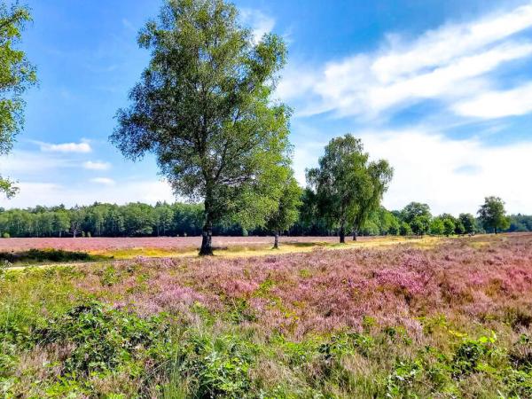 Hanseroute - heather blooming - Veluwe