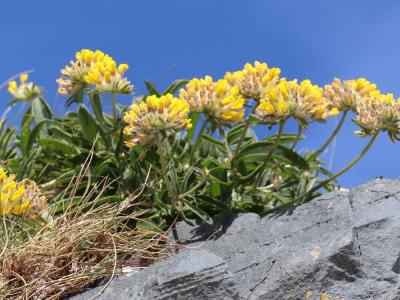 Wildblumen - Sch?tze Irlands