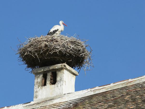 Strochennest am Neusiedlersee