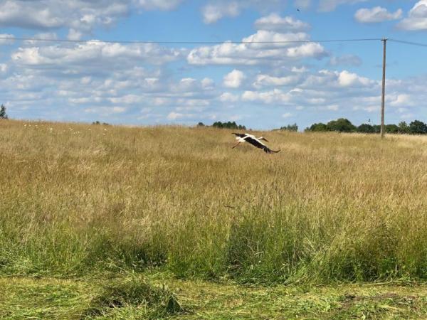 Storch ueber dem Feld - stork upon the field