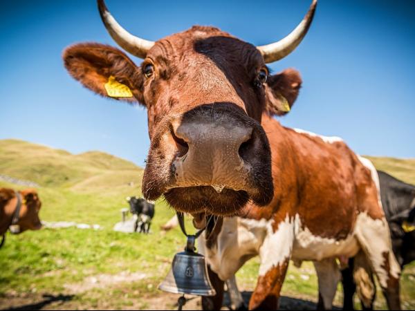 Cow with bell