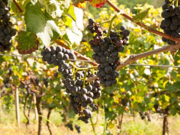 Weinbau in Meran - viniculture in Meran