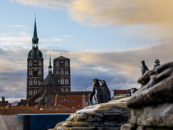 Pinguine im Ozeaneum Stralsund