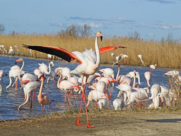 Flamingos in der Camargue