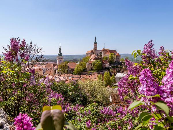 Picturesque town of Mikulov in spring sunny day with blossoming bushes and trees. Mikulov, spread out on the hills of P�lava and surrounded by vineyards and wine, can be found here every step of the way - in picturesque historic streets and in the castle.