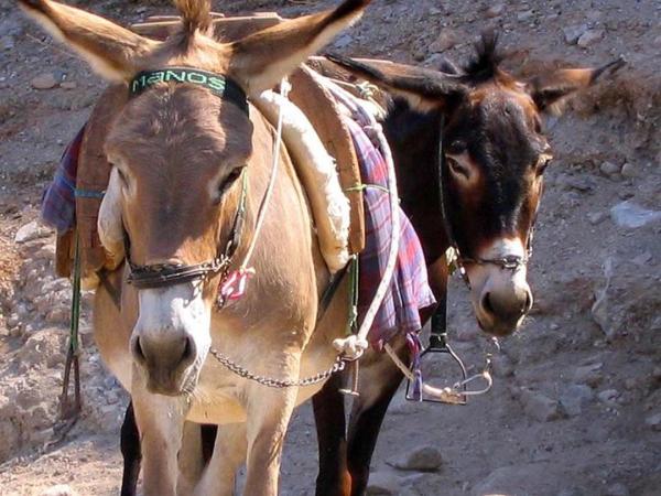 Esel in der Pause - donkeys