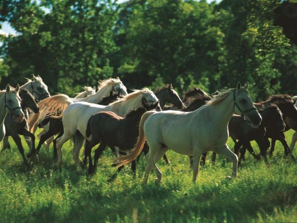 Pferde in Lipica - horses in Lipica