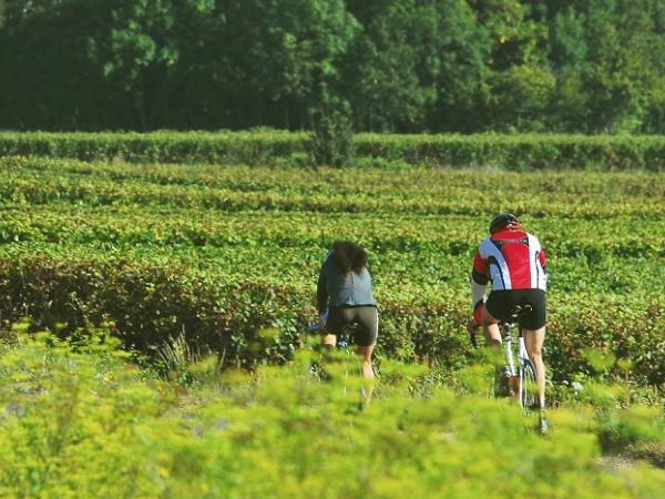 Radler im Weinbaugebiet