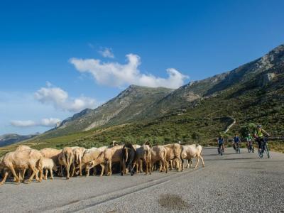 Cyclists with sheep