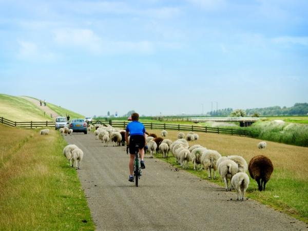 Radfahrer zwischen Schafen / cycling on a road with sheep