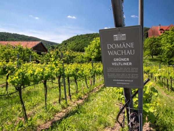 Domne Wachau - Weinstcke in Rossatz-Arnsdorf