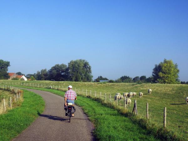 Radfahrer entlang der Zeelandroute mit Schafen