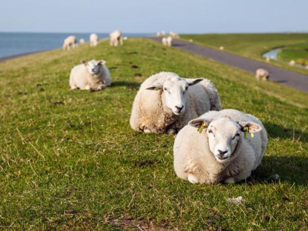 Schafe auf Terschelling