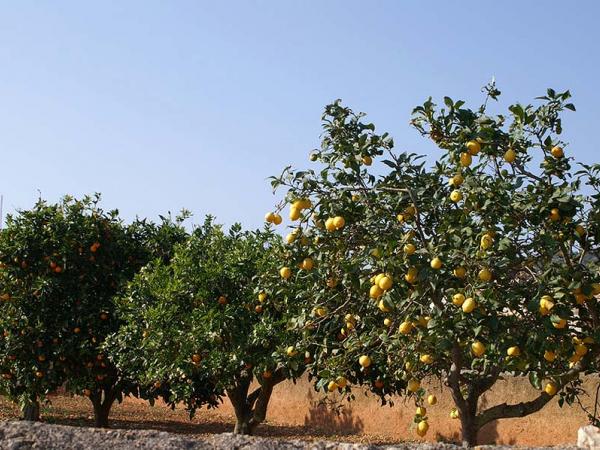 Orangenbume auf Mallorca