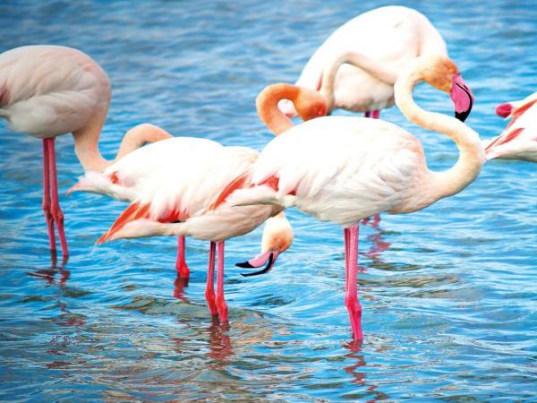 Flamingos provence